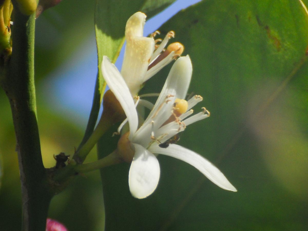 Bl&uuml;te